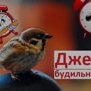Воробей Купается Доброе Утро