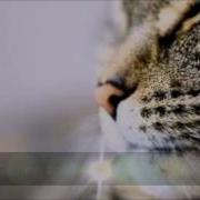 Intro Mr Cat Skyrim