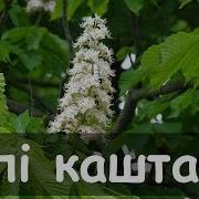 Билы Каштаны