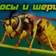 Осы И Шершень
