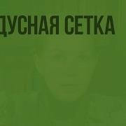 Градусная Сетка 5 Класс