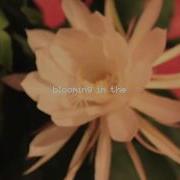 Flower Johnny Stimson