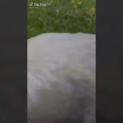 Лучше С Друзьями На Велике Чем С Чертями На Гелике