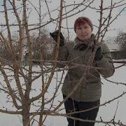 Сдесь Груши И Сливы Мокры От Дождя