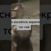 Ну Ты И Лох