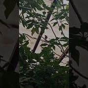 Фиолетовая Птица