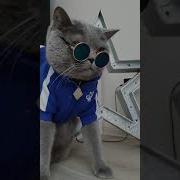 Кошачий Рэп От Кота