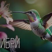 Земля Цветов