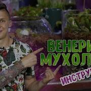 Венерина Мухоловка