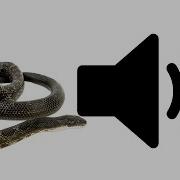 Snake Sound Effect
