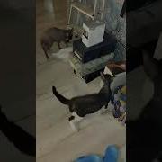 Как Пасти Котов Рэйнуотер