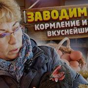 Куры Разведение Содержание Уход