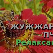 Жужжание Пчел Музыка