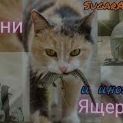 Фанфик Санни И Иногда Ящерицы
