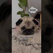 Please Help Me Find My Dog
