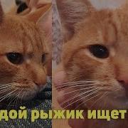 Он Кричал На Дереве До Хрипоты Сейчас На Передержке Джерри Очень Нужен Дом