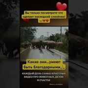 Они Прикол