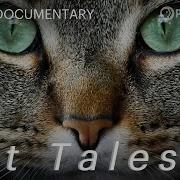 Cat Tales