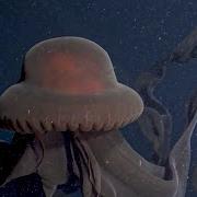 Jellyfish Rare