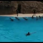 Красочное Шоу Дильфинов