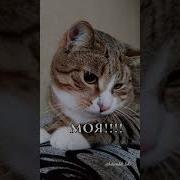 Тыгыдычу На Всю