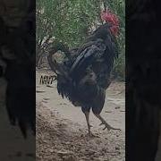 Black Cock Фото Голых 40 Летних