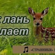 Как Лань Желает Странники Воронеж Музыка Мсц Ехб Псалмы Мхо