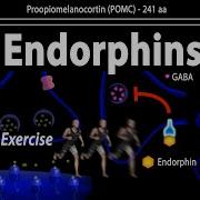 Endorfin