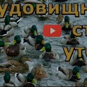 Стая Уток
