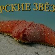 Морские Звезды