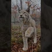Дикий Хищник Рысь