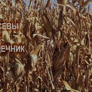 Мы Касим Пашем И Сеем