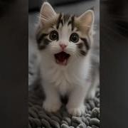 Cat Cat Kitty Cat Song Tik Tok