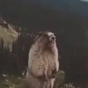 Смешной Крик Для Монтажа