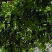 Молдавская Свадебная Музыка