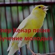 Пение Канареек Овсяночного Напева