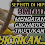 Suara Pikat Burung Trucuk Trucukan M3