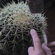 Gourski Cactus Trap