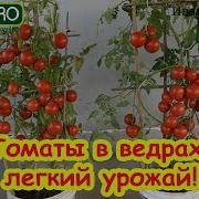 Чудесные Травы