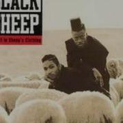 U Mean I Don T Black Sheep