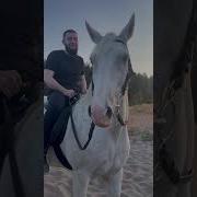 Неприятности Лошадьми