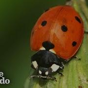 Explolers Lady Bug