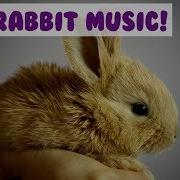 Bunny Music