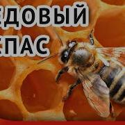 С Медовым Спасом