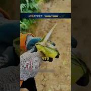 Фрукт Фрукт Цветок Цветок