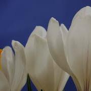 Bulgarian Symphony Orchestra Lakmé Act 2 The Flower Duet