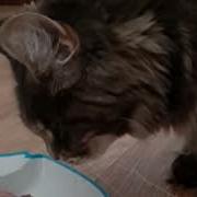 Бенгальская Жемчюжина