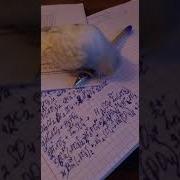 Попугай Кеша Что Случилось