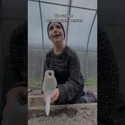 Бабушка Соседская