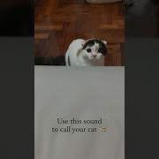 Sound Effect To Wake Cat